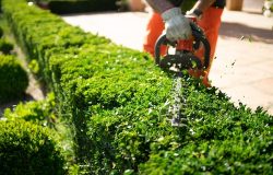 Home,And,Garden,Concept.,Hedge,Trimmer,In,Action.,Shrub,Trimming